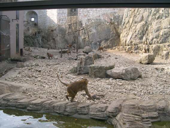  Babouins (zoo de la citadelle)